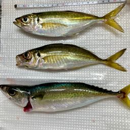 アジ