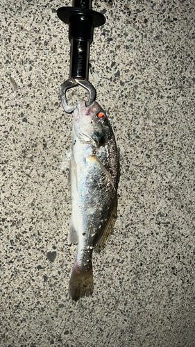イシモチの釣果