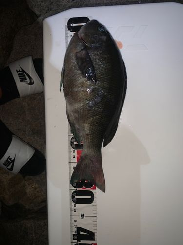 グレの釣果