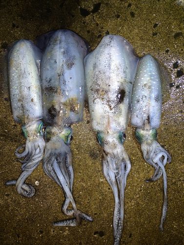 アオリイカの釣果