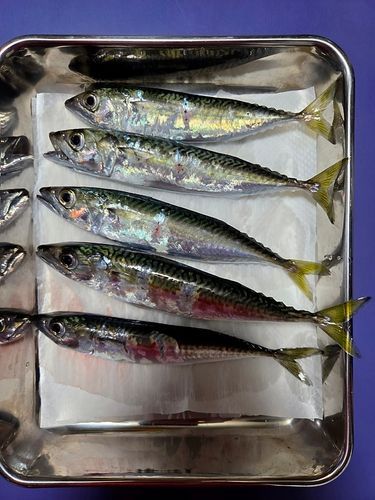 サバの釣果