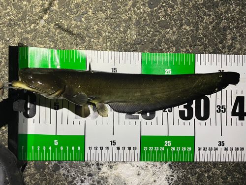 ナマズの釣果
