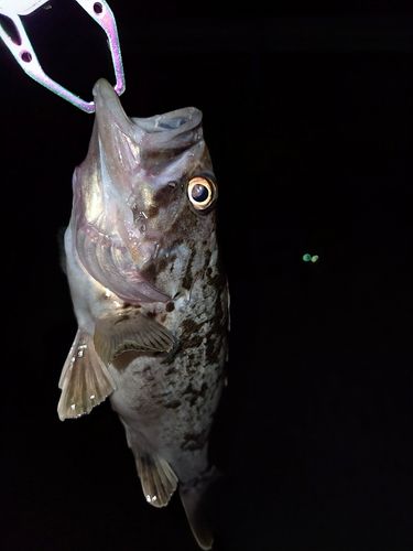 クロソイの釣果