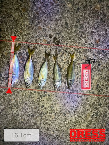 アジの釣果