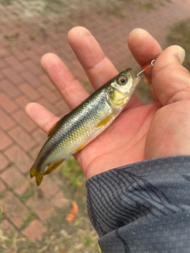 カワムツの釣果