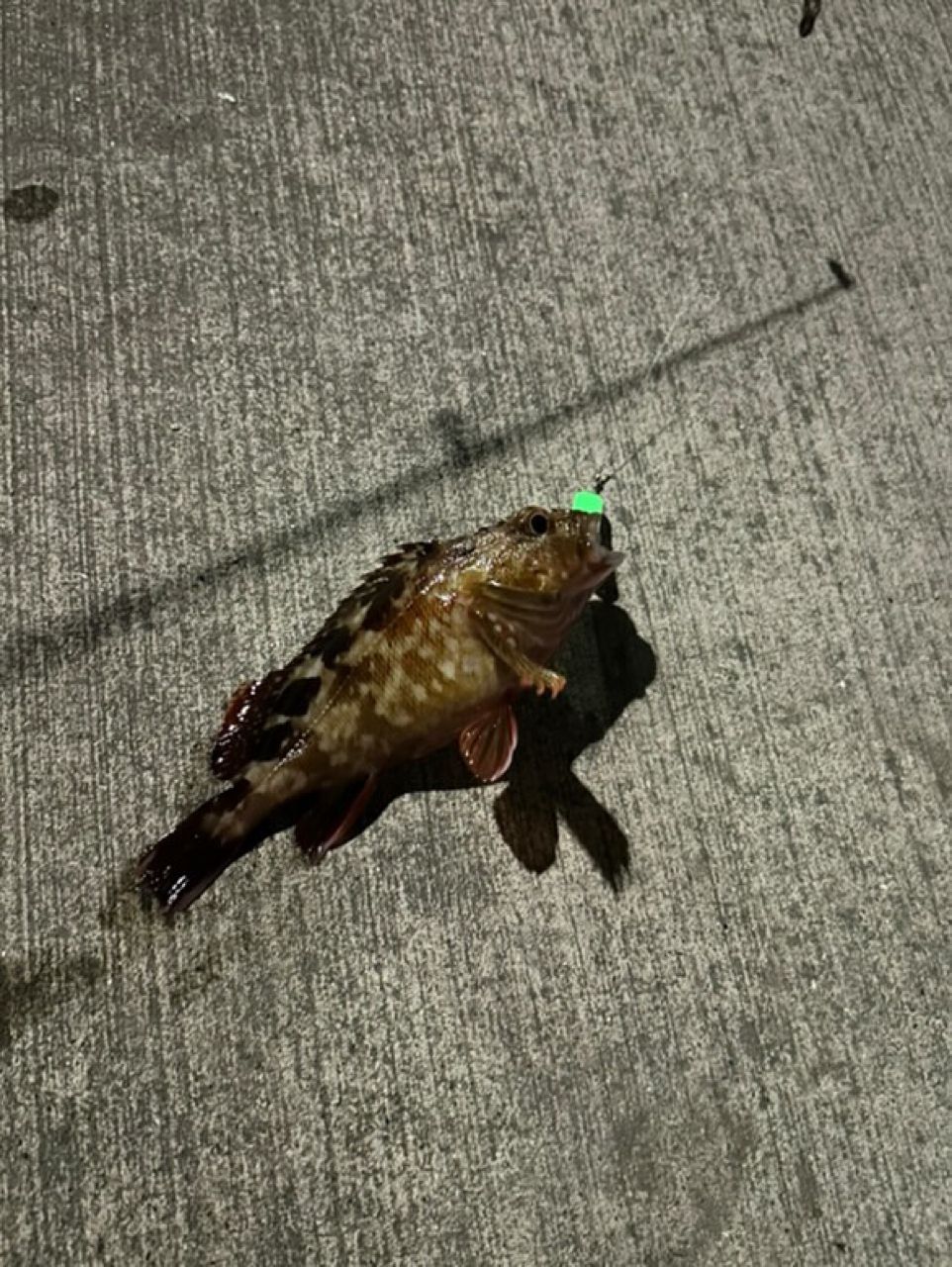 カサゴ
