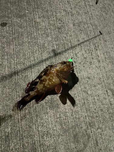 カサゴの釣果
