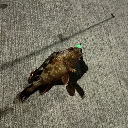 カサゴ