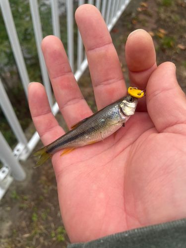 カワムツの釣果