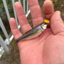 カワムツ