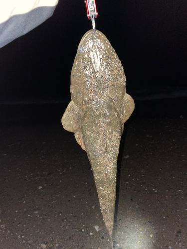 椎谷海浜公園