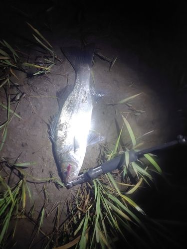 フッコ（マルスズキ）の釣果