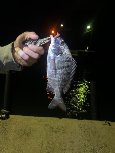 釣果