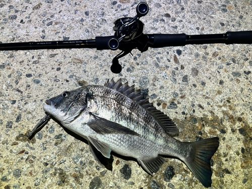チヌの釣果