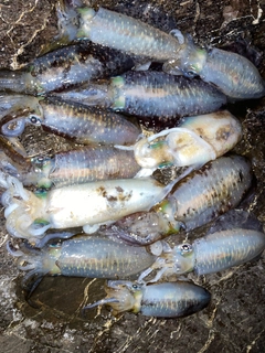 アオリイカの釣果