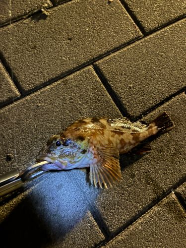 カサゴの釣果