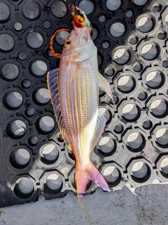 イトヨリダイの釣果