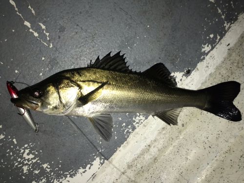 シーバスの釣果
