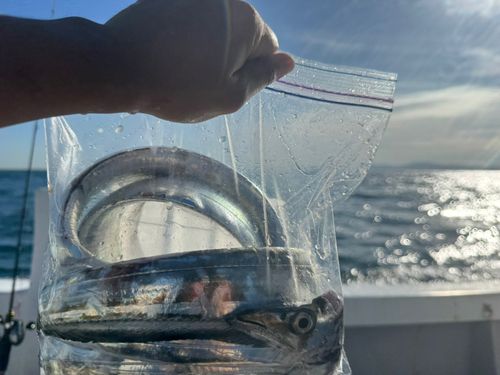 タチウオの釣果