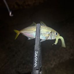 アジ