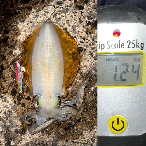 アオリイカの釣果