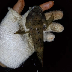 ウロハゼの釣果