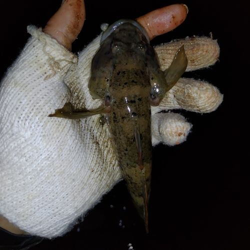 ウロハゼの釣果