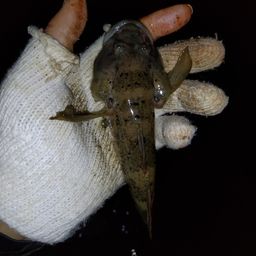 ウロハゼ