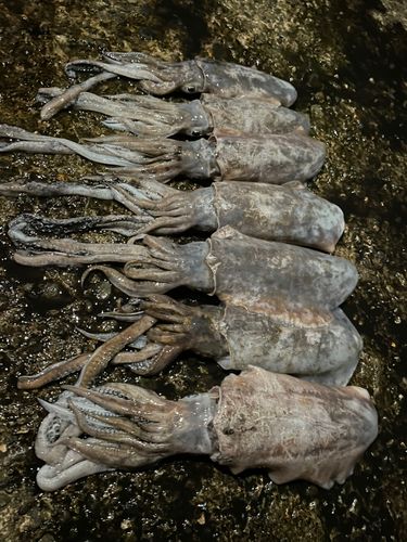 アオリイカの釣果