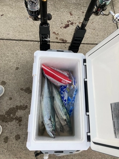サゴシの釣果
