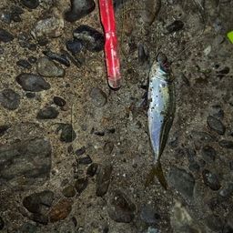 アジ