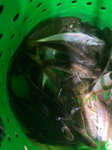 アジの釣果