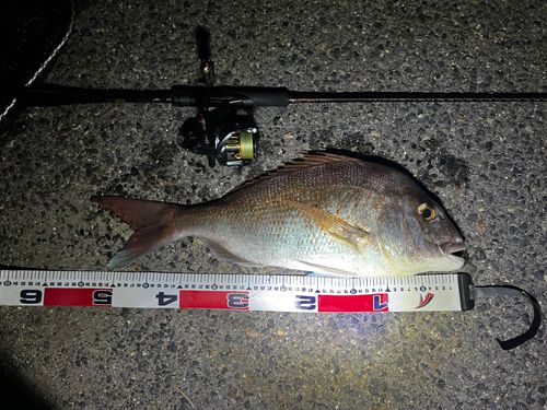タイの釣果