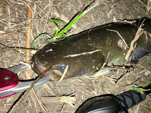 ナマズの釣果