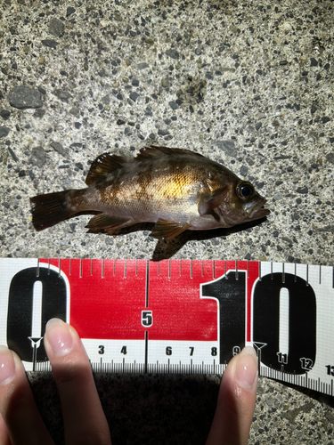 メバルの釣果