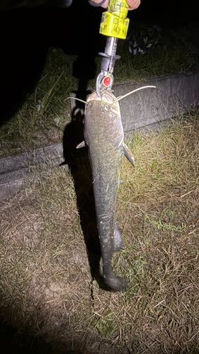 マナマズの釣果
