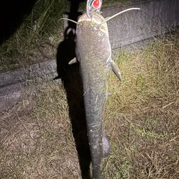 マナマズ