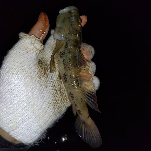 ウロハゼの釣果