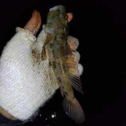ウロハゼ