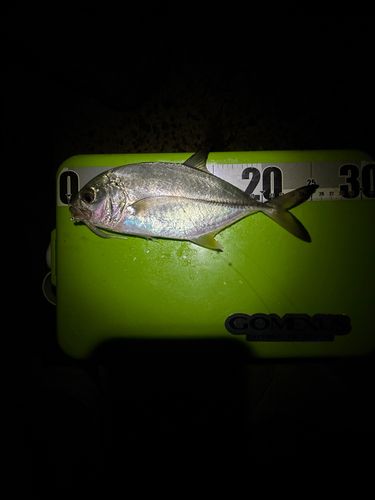 メッキの釣果