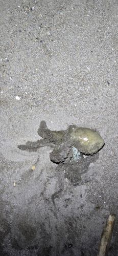 タコの釣果