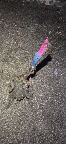 タコの釣果