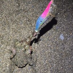 タコ