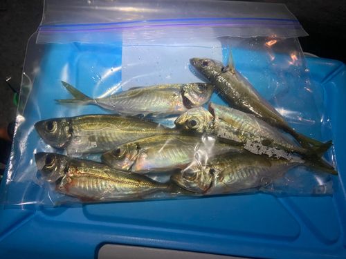 アジの釣果