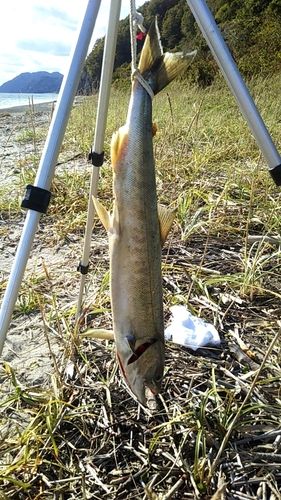サケの釣果