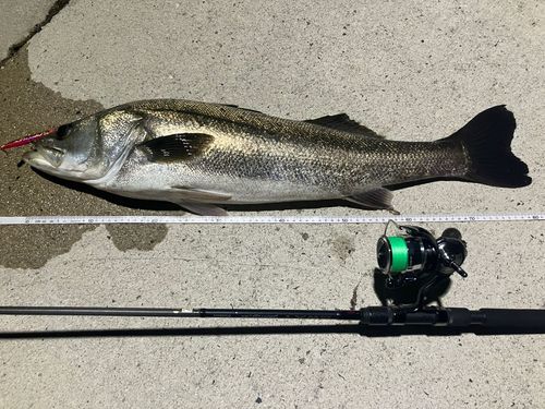 シーバスの釣果