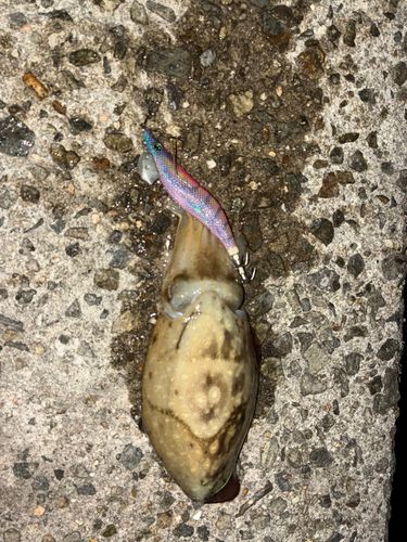 コウイカの釣果