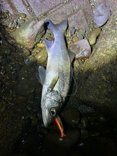 セイゴ（マルスズキ）の釣果