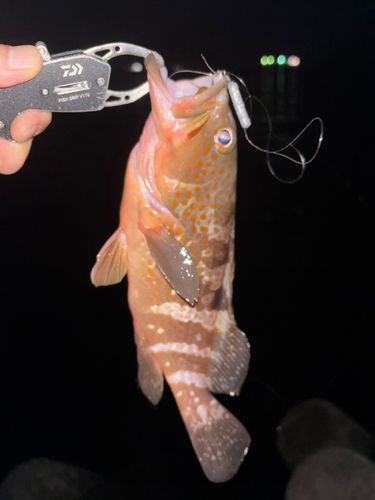 アコウの釣果
