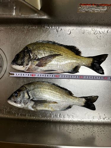 チヌの釣果